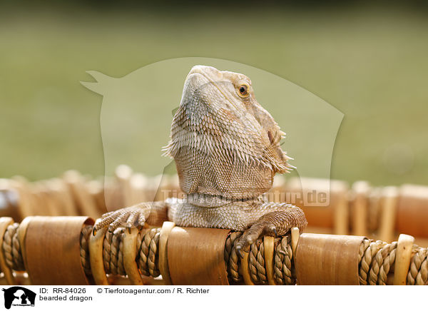 Bartagame / bearded dragon / RR-84026