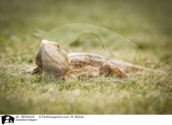 Bartagame / bearded dragon / RR-84040