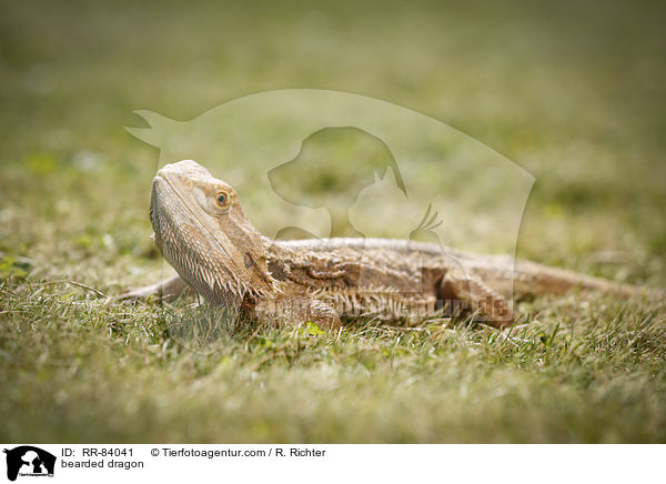 Bartagame / bearded dragon / RR-84041