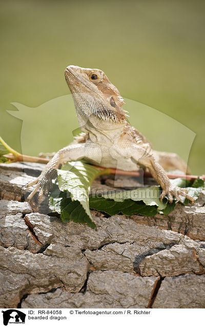 bearded dragon / RR-84058