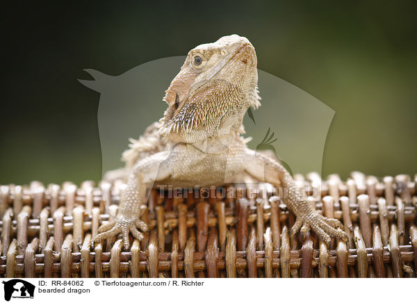 Bartagame / bearded dragon / RR-84062