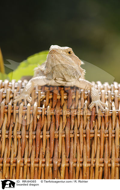 bearded dragon / RR-84065