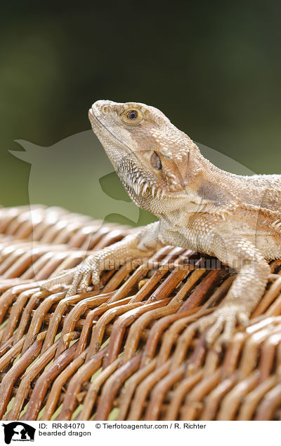 Bartagame / bearded dragon / RR-84070