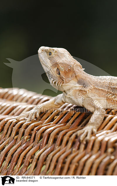 Bartagame / bearded dragon / RR-84071