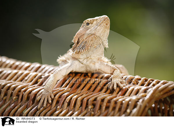 Bartagame / bearded dragon / RR-84073