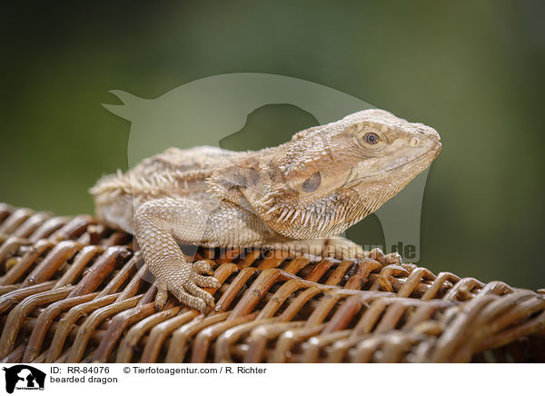 Bartagame / bearded dragon / RR-84076