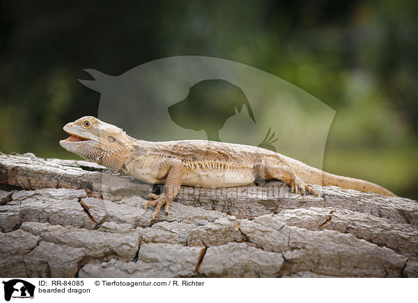 bearded dragon / RR-84085