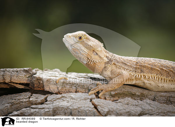 Bartagame / bearded dragon / RR-84089