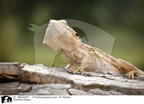 Bartagame / bearded dragon / RR-84097