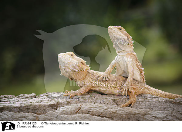 2 Bartagamen / 2 bearded dragons / RR-84125