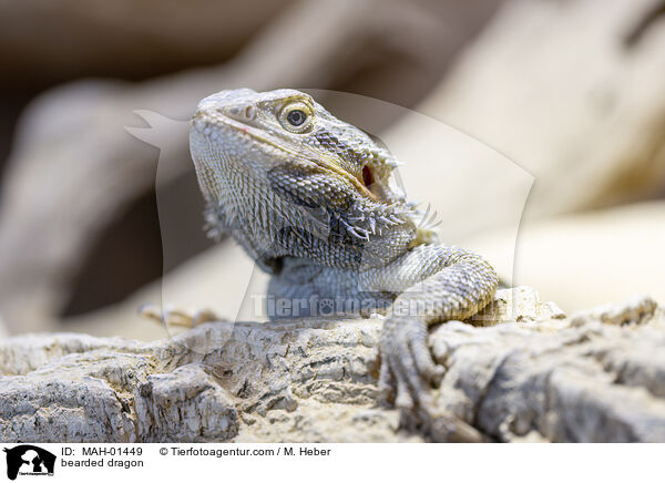 Bartagame / bearded dragon / MAH-01449