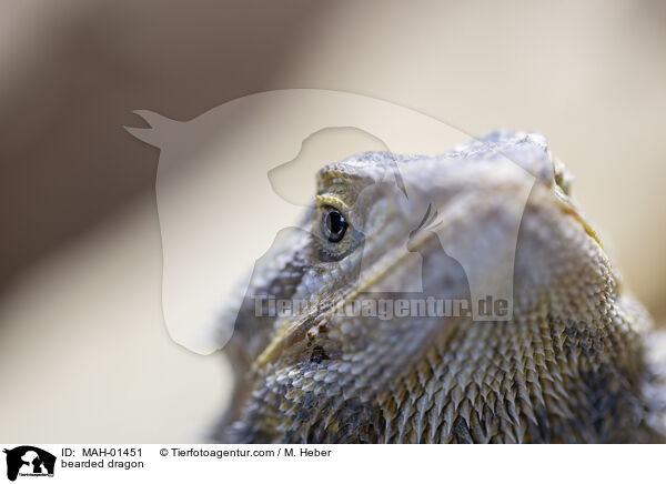 Bartagame / bearded dragon / MAH-01451