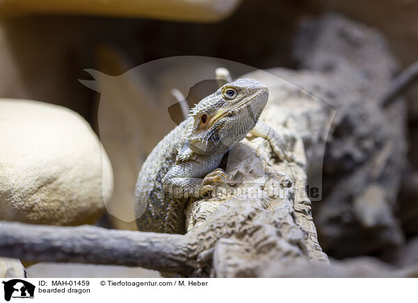 Bartagame / bearded dragon / MAH-01459