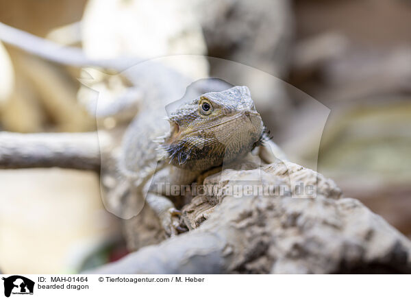 Bartagame / bearded dragon / MAH-01464