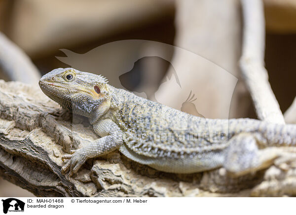 Bartagame / bearded dragon / MAH-01468