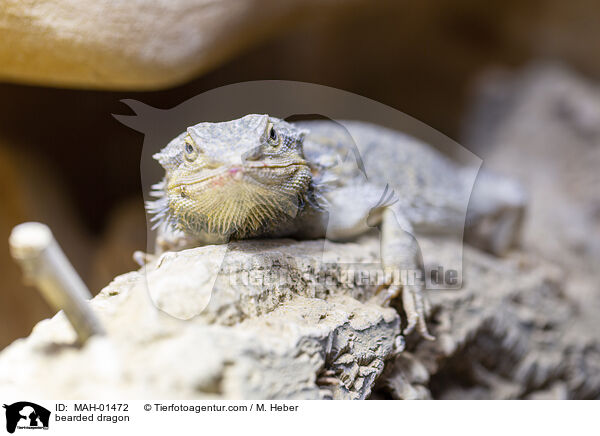 Bartagame / bearded dragon / MAH-01472