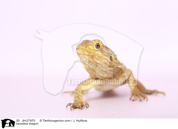 Bartagame / bearded dragon / JH-27970