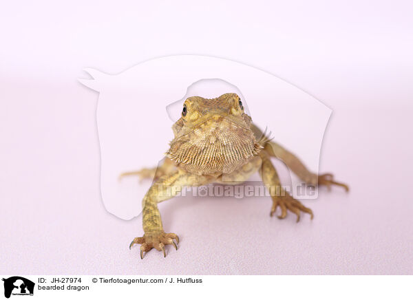 Bartagame / bearded dragon / JH-27974