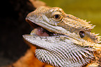 bearded dragon