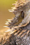 bearded dragon