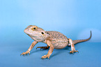 bearded dragon