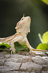 bearded dragon