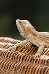 bearded dragon