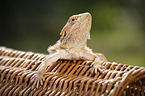 bearded dragon