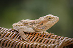 bearded dragon