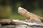 bearded dragon