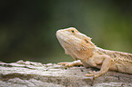 bearded dragon