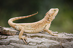 bearded dragon