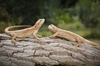 2 bearded dragons