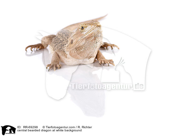 Streifenkpfige Bartagame auf weiem Hintergrund / central bearded dragon at white background / RR-69298