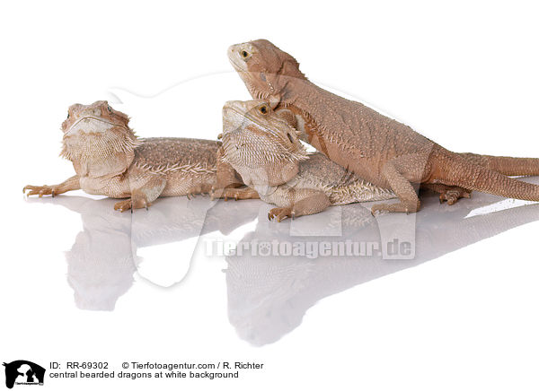 Streifenkpfige Bartagamen auf weiem Hintergrund / central bearded dragons at white background / RR-69302