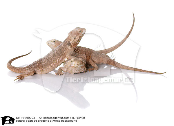 Streifenkpfige Bartagamen auf weiem Hintergrund / central bearded dragons at white background / RR-69303