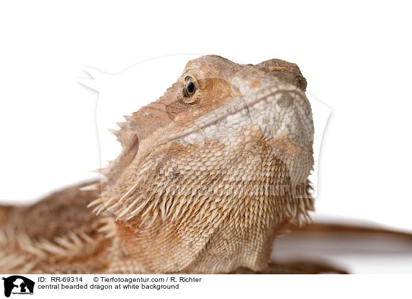 Streifenkpfige Bartagame auf weiem Hintergrund / central bearded dragon at white background / RR-69314