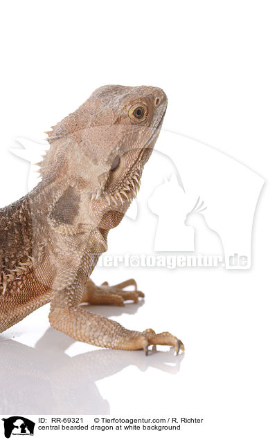 Streifenkpfige Bartagame auf weiem Hintergrund / central bearded dragon at white background / RR-69321