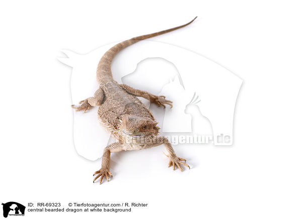 central bearded dragon at white background / RR-69323