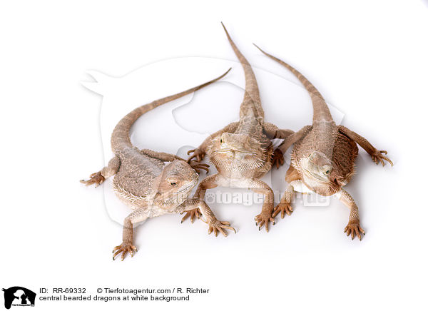 Streifenkpfige Bartagamen auf weiem Hintergrund / central bearded dragons at white background / RR-69332