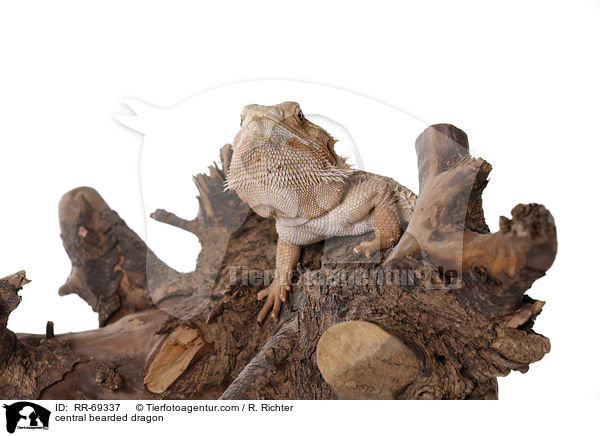 Streifenkpfige Bartagame / central bearded dragon / RR-69337