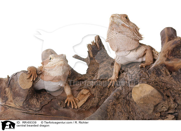 Streifenkpfige Bartagame / central bearded dragon / RR-69339