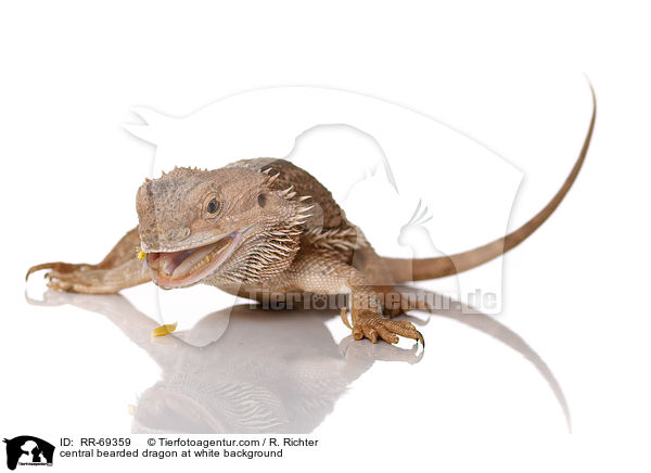 Streifenkpfige Bartagame auf weiem Hintergrund / central bearded dragon at white background / RR-69359