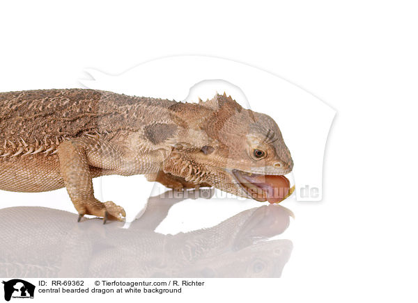 Streifenkpfige Bartagame auf weiem Hintergrund / central bearded dragon at white background / RR-69362