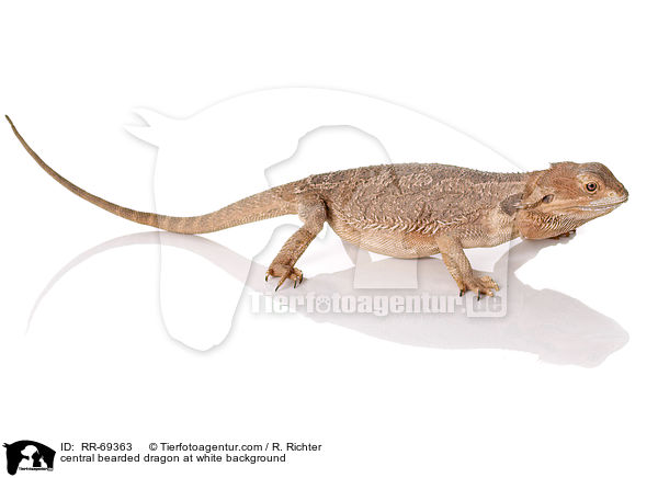 central bearded dragon at white background / RR-69363