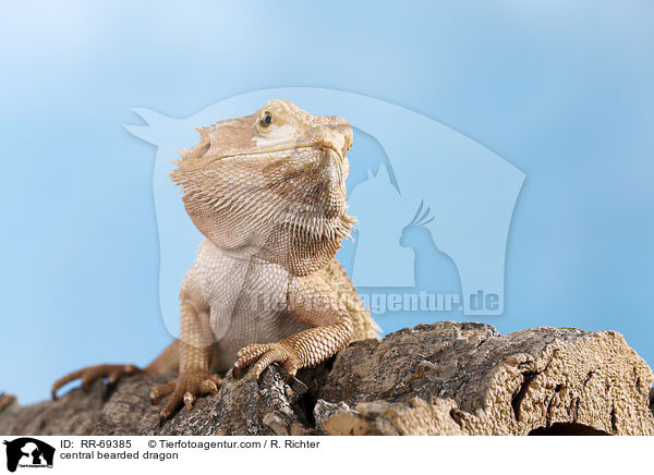 Streifenkpfige Bartagame / central bearded dragon / RR-69385