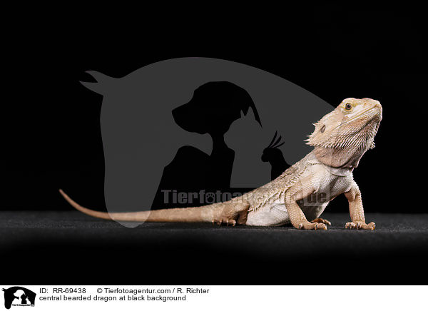 Streifenkpfige Bartagame auf schwarzem Hintergrund / central bearded dragon at black background / RR-69438