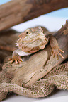 central bearded dragon