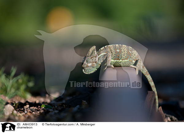 Chamleon / chameleon / AM-03913