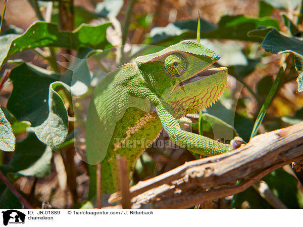 Chamleon / chameleon / JR-01889